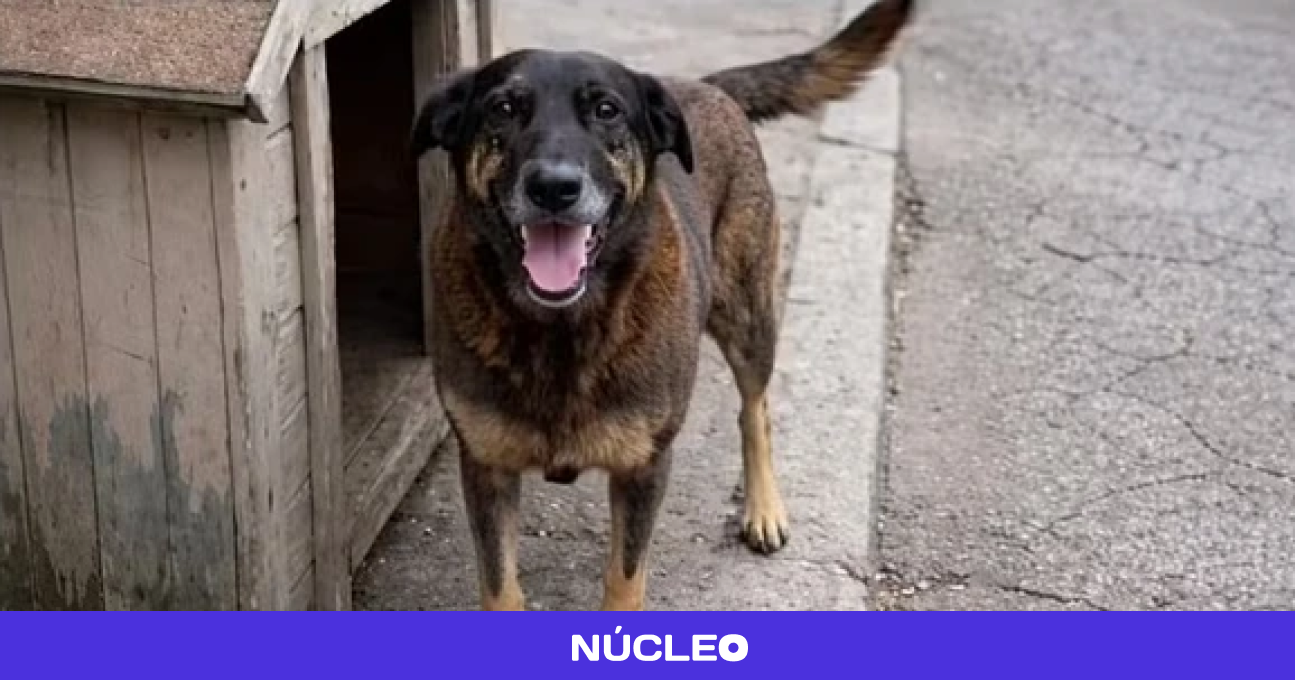 Redes discutem se caso do cão Orelha deve ser associado à polarização política