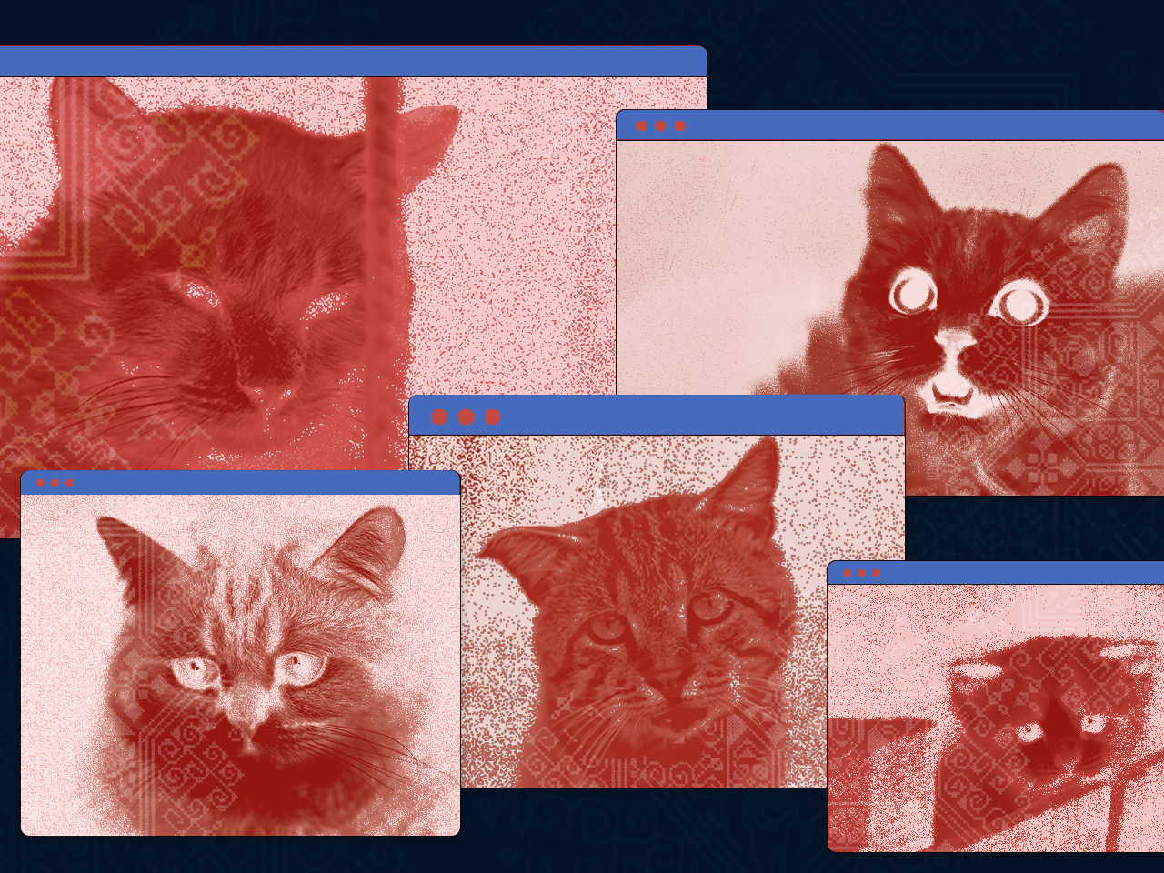 Maus-tratos a gatos em plataformas digitais cresceram 120% em menos de 3 anos